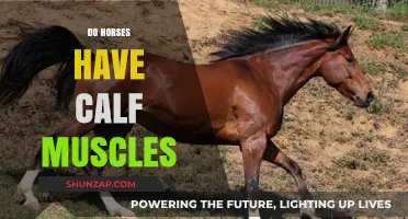 Exploring Equine Anatomy: Do Horses Have Calf Muscles?