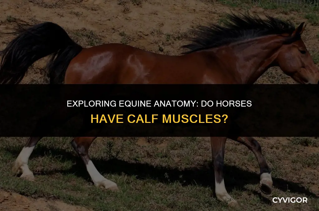 do horses have calf muscles
