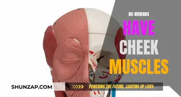 Cheek Muscles: Do Humans Have Them?