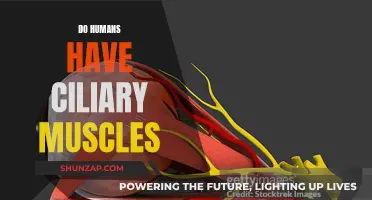 Ciliary Muscles: What Makes Humans Unique?