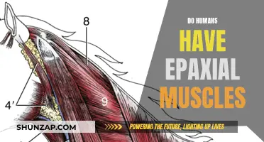 Epaxial Muscles: What Makes Humans Unique?