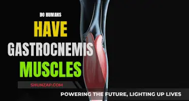 Gastrocnemius Muscles: Are They Unique to Humans?