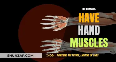 Hand Muscles: Do Humans Have Them?