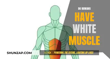 White Muscles in Humans: Fact or Fiction?