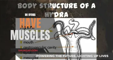 Hydra Muscle Mystery: How Do They Move?