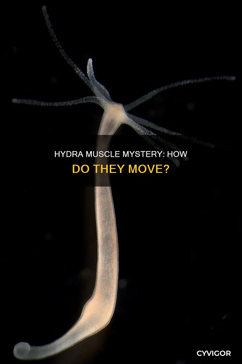do hydra have muscles