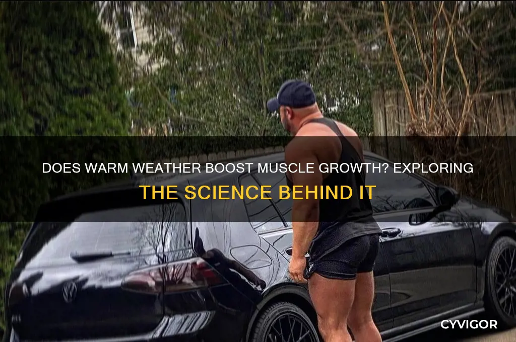 do i gain more muscle in warmer weather