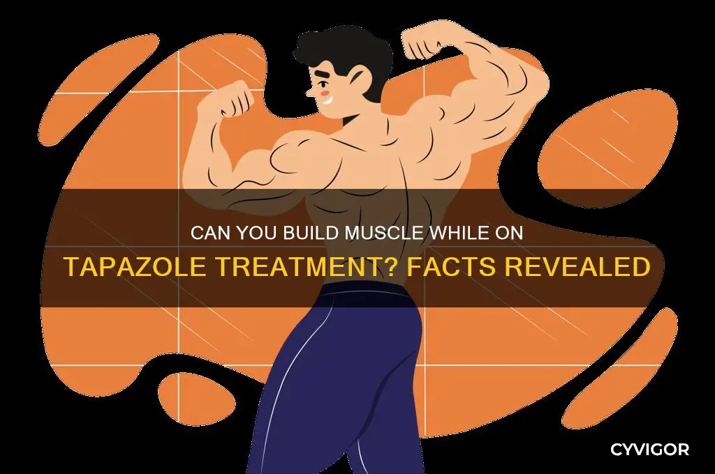 do i gain muscle while being treated with tapazole