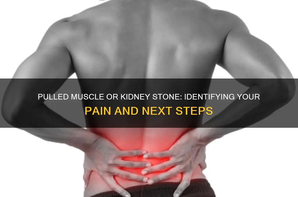 do i have a pulled muscle or a kidney stone