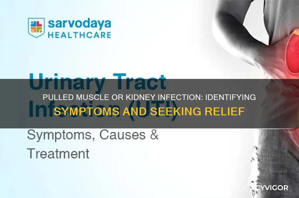 do i have a pulled muscle or kidney infection
