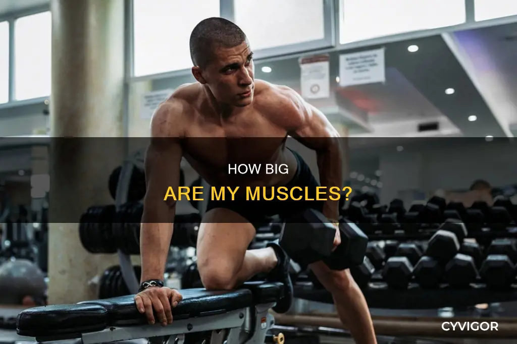 do i have big muscles