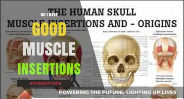 Understanding Muscle Insertions: Are Yours Optimized for Strength and Aesthetics?