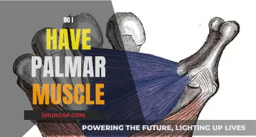 Uncover the Palmar Muscle Mystery: Do You Have It?