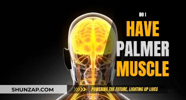 How to Identify Palmer Muscles in Your Hands