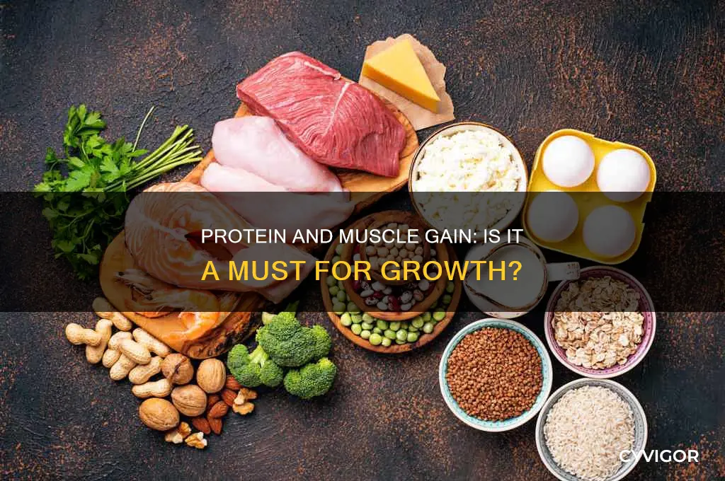 do i have to eat protein to gain muscle
