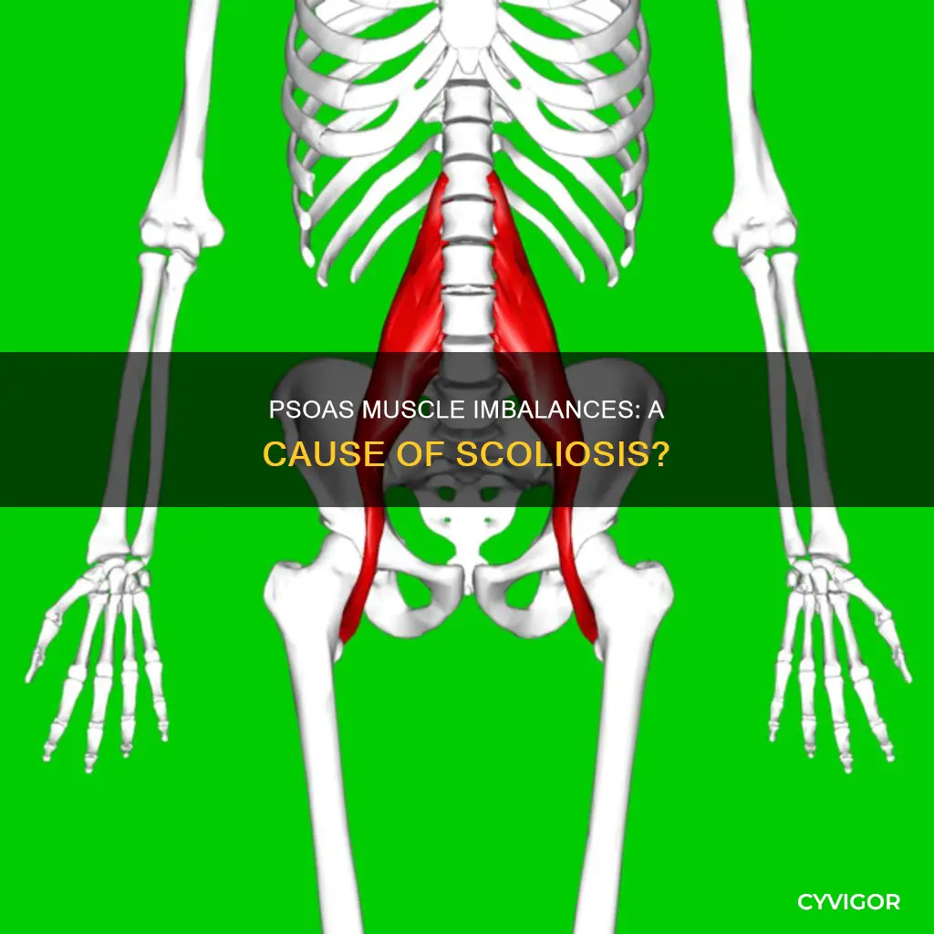 do imbalances wtih the psoas muscle cause scoliosis