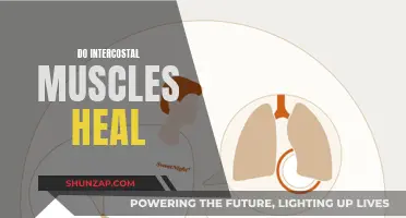 Intercostal Muscle Healing: Is it Possible?