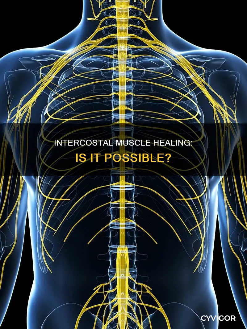 do intercostal muscles heal