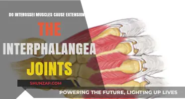 Interossei Muscles: Interphalangeal Joint Extension Explained