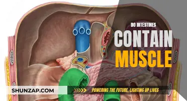 Muscle in the Intestines: What's the Deal?