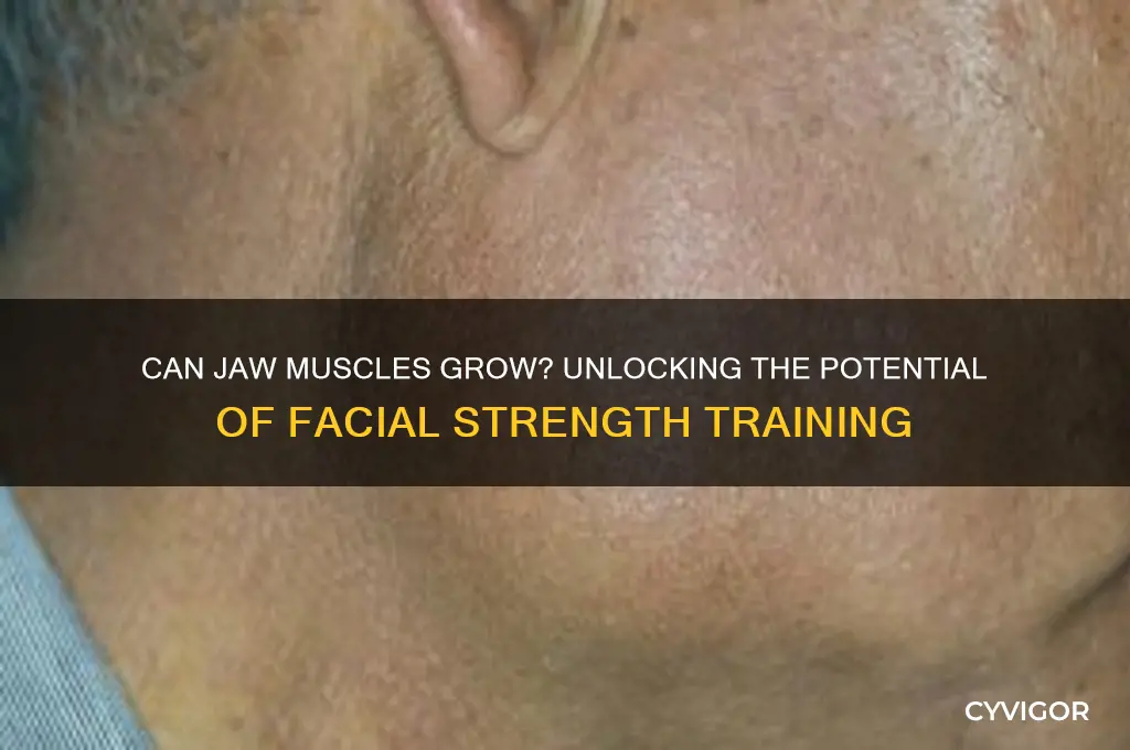 do jaw muscles grow