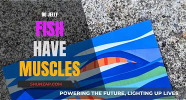 Jellyfish Muscular System: What's the Deal?