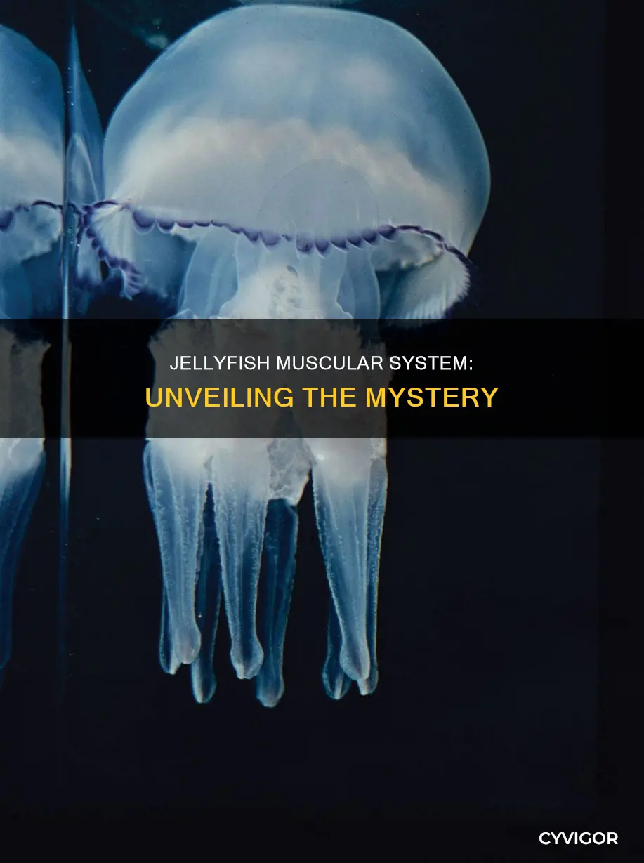do jellyfish hav muscles