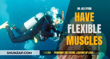 Jellyfish Muscular System: Flexibility and Movement Explored