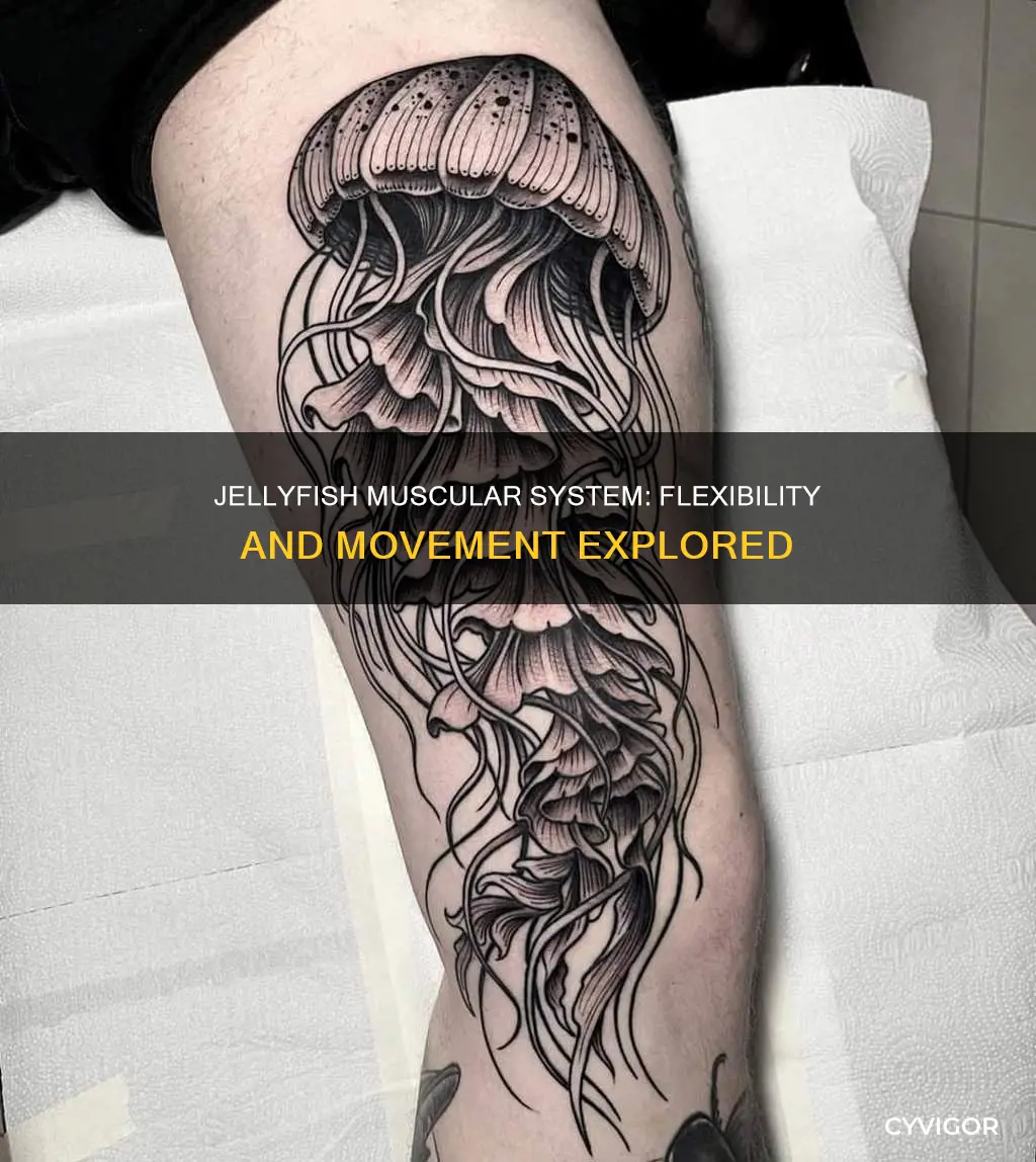 do jellyfish have flexible muscles