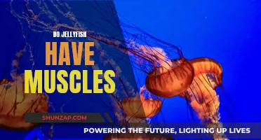 Jellyfish Muscular System: Fact or Fiction?