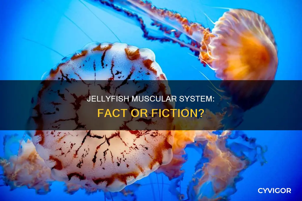 do jellyfish have muscles