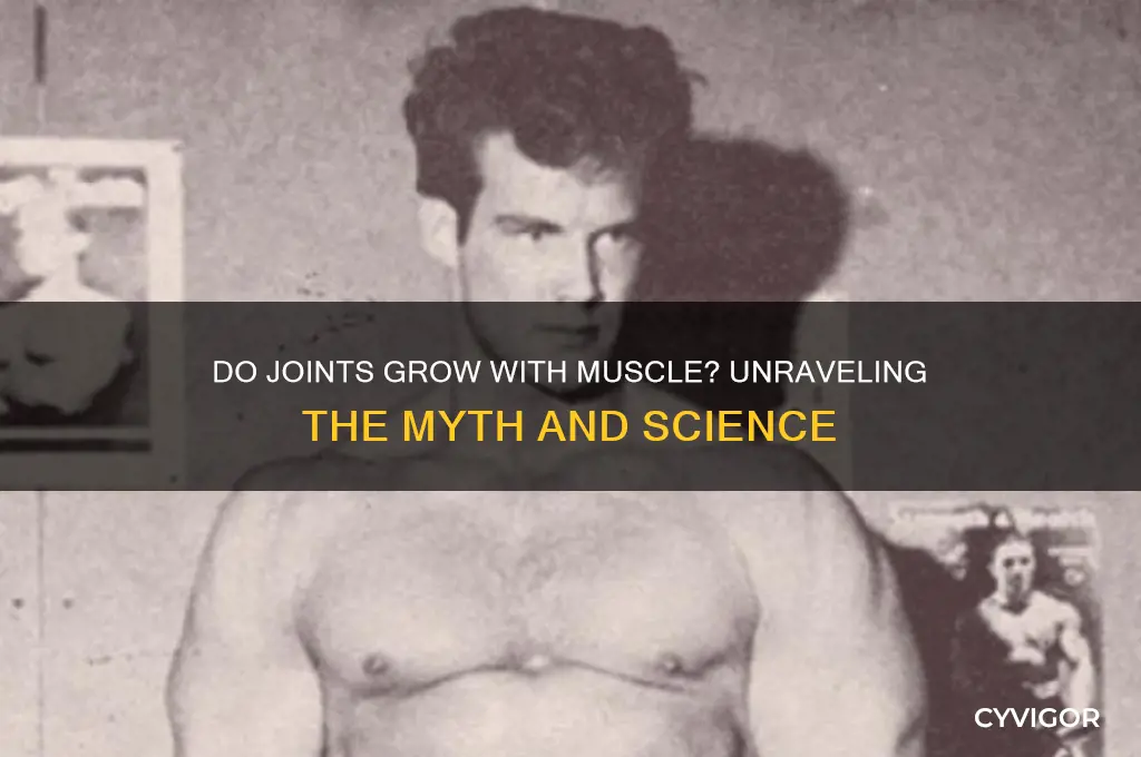 do joints grow with muscle