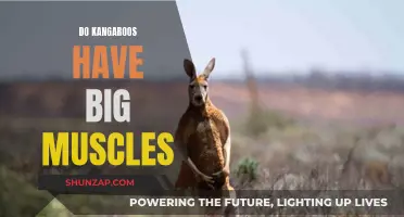 Exploring the Muscular System of Kangaroos: Uncovering the Power