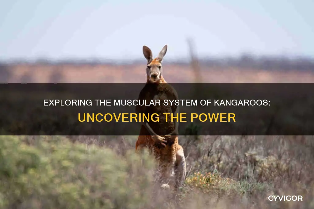 do kangaroos have big muscles