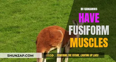 Kangaroos' Unique Fusiform Muscles: Nature's Powerful Springs