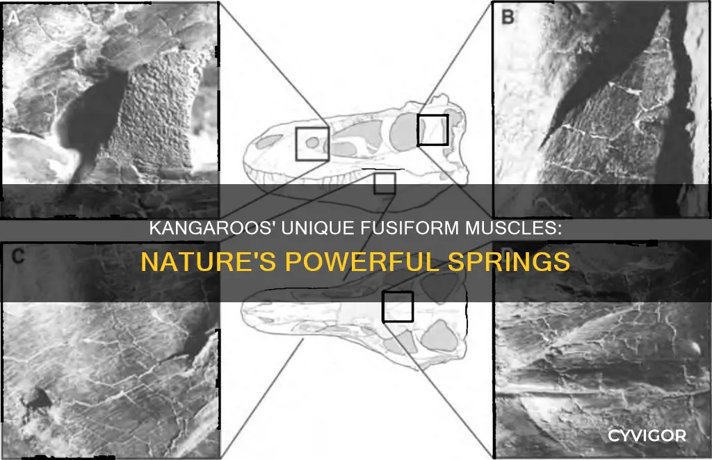 do kangaroos have fusiform muscles