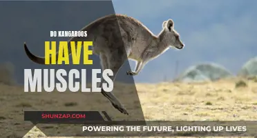 Exploring the Muscular System of Kangaroos