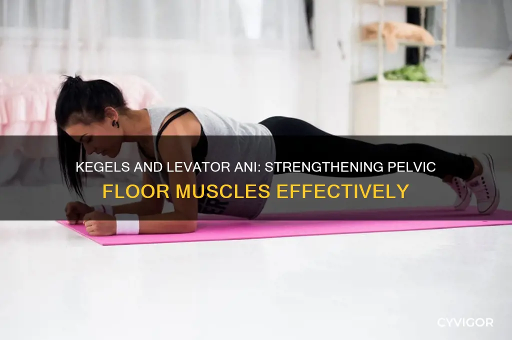 do kegels work out levator ani muscle