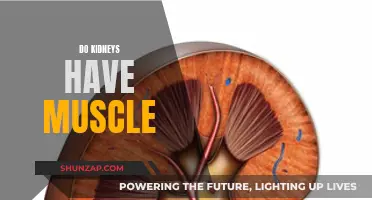 Kidneys and Muscles: What's the Connection?
