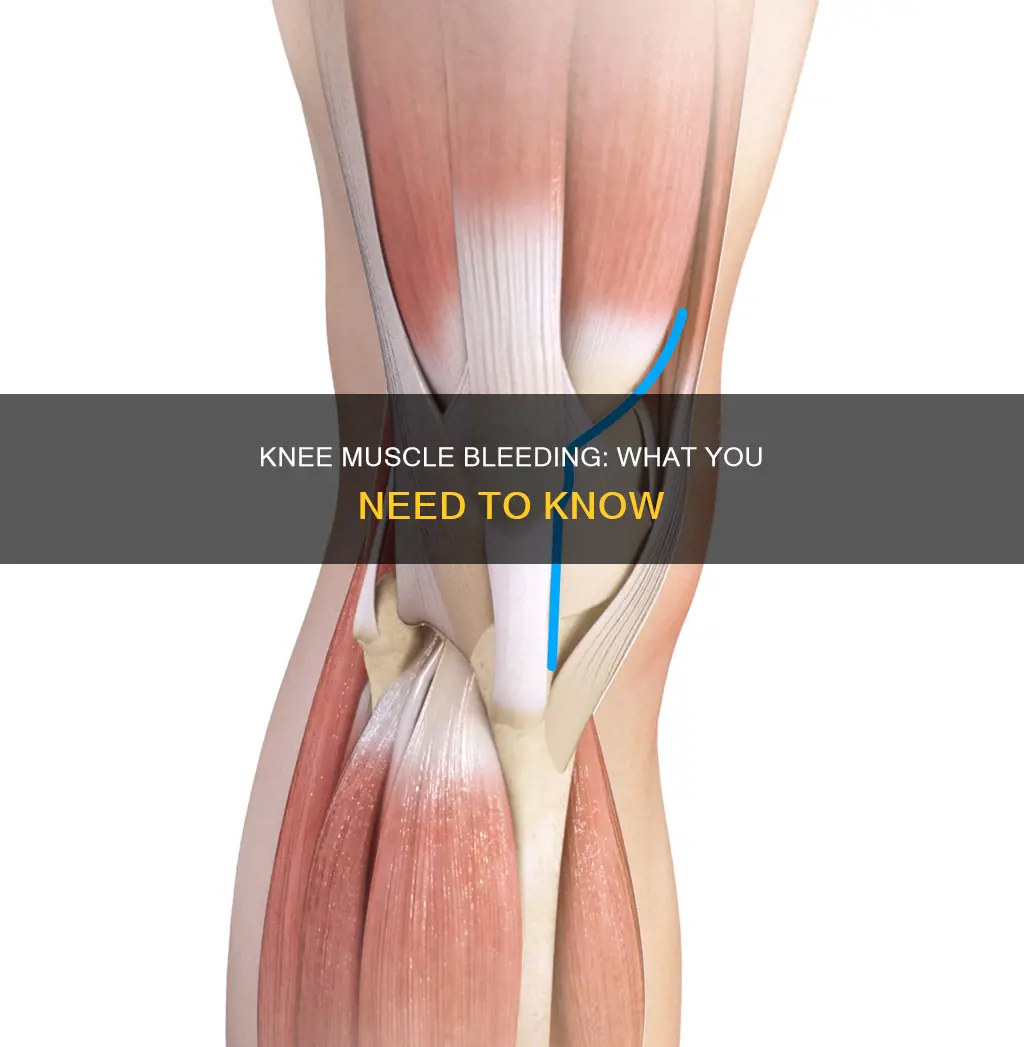 do knee muscles bleed