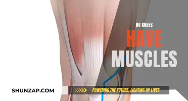Knees and Muscles: What's the Connection?