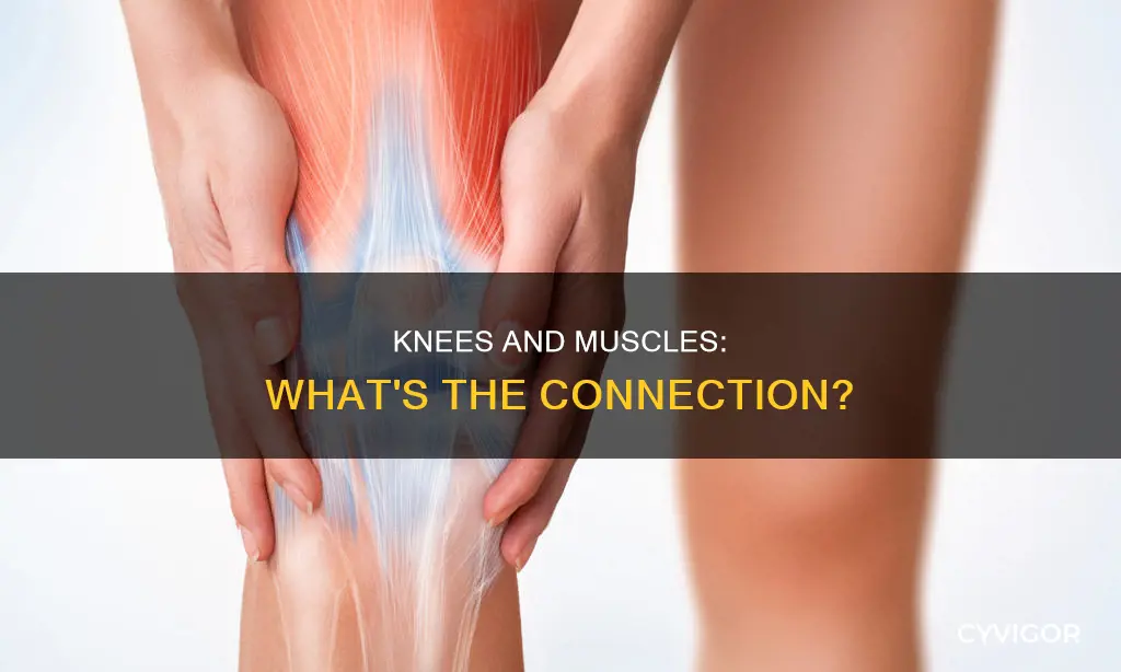 do knees have muscles