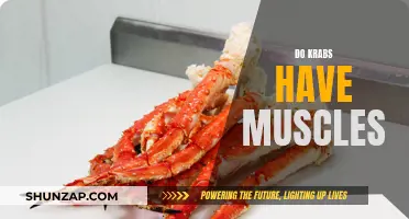 Exploring the Muscular System of Crabs: Do They Flex?