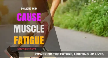 Lactic Acid: Friend or Foe in Muscle Fatigue?