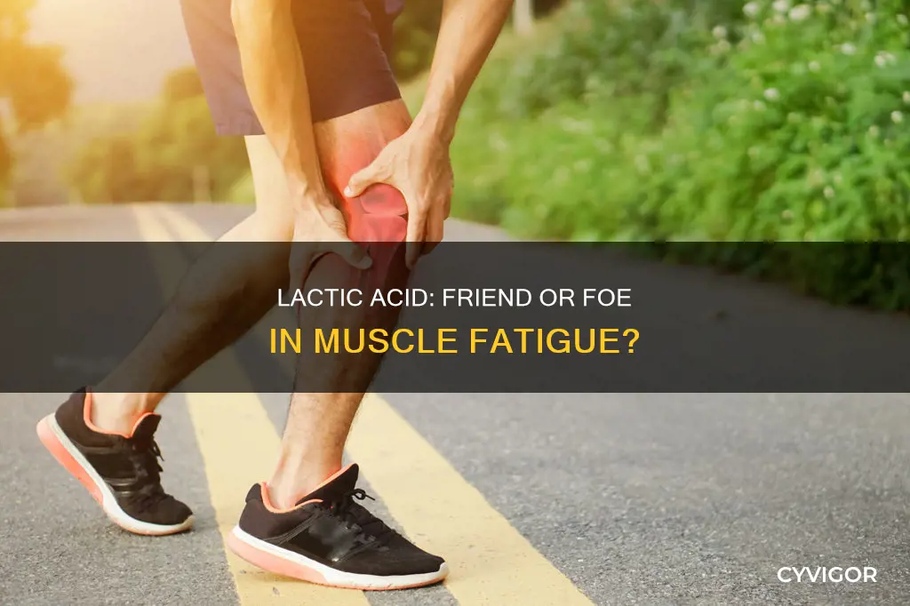 do lactic acid cause muscle fatigue