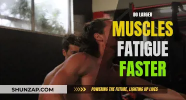 Muscle Size and Fatigue: Is There a Link?