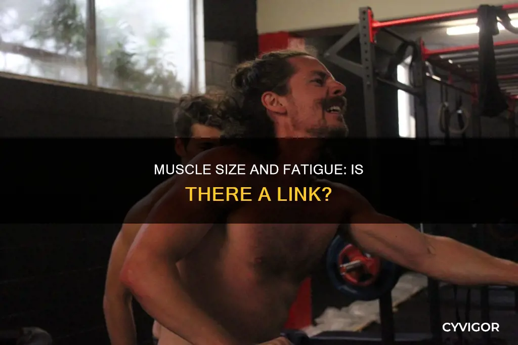 do larger muscles fatigue faster