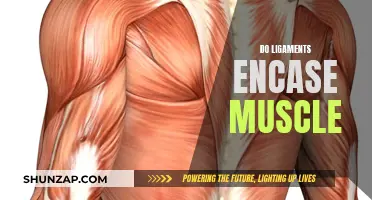 Ligaments and Muscles: What's the Connection?