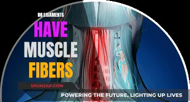 Ligaments and Muscles: What's the Difference?