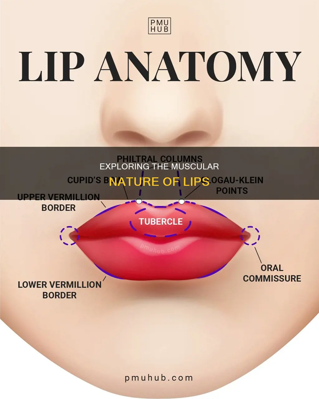 do lips have muscles